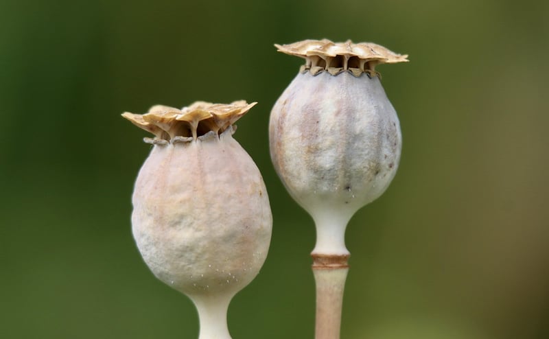 Constellation Seeds